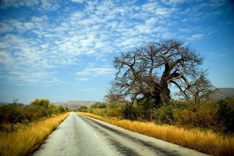 Zimbabwe travel (11).JPG - African Baobab tree.